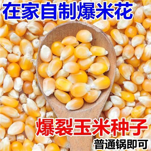 爆花玉米的种子 爆米花种子 爆裂小玉米种籽春秋高产早熟甜脆可口