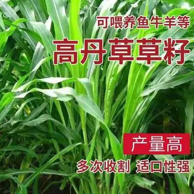 进口高丹草种籽四季牧草种子畜牧养殖牛羊猪鱼兔饲料草种籽