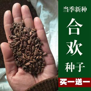 合欢种子 新采当年红合欢种子 合欢树种籽 绒花树种子 林木种子