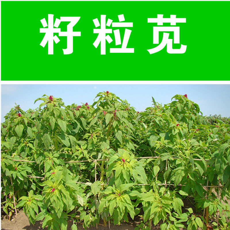 进口美国籽粒苋种子优质黑白黄千穗谷高蛋白鸡鸭鹅家禽喜食苋菜