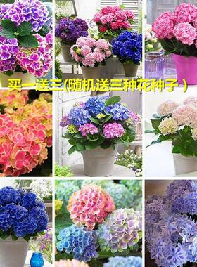 八仙花绣球花种子四季易活花籽室内盆栽花种子庭院观赏绿植物花卉