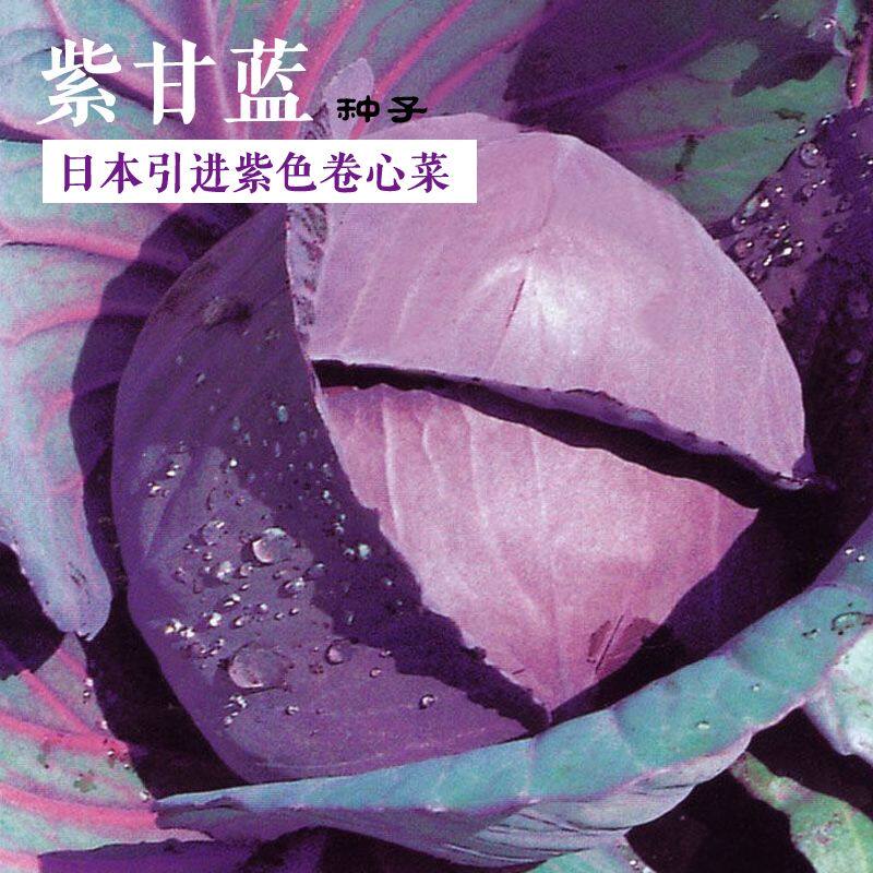 进口紫阳紫甘蓝种子紫色包菜种子沙拉蔬菜种孑子四季播种易种包邮