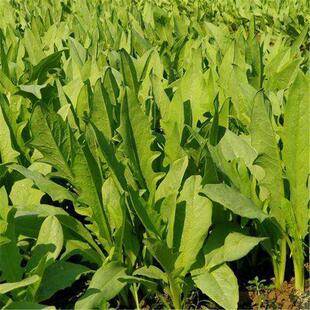 苦麦菜种子苦荬菜苦麻菜种子籽高产四季播种猪牛羊鸡鸭鹅牧草种子