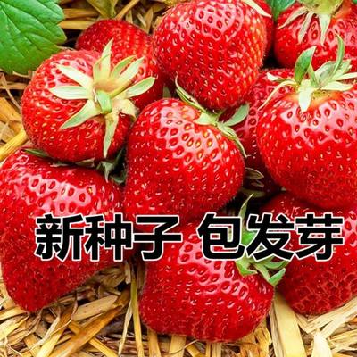 丹东99大草莓种籽子草莓苗种子