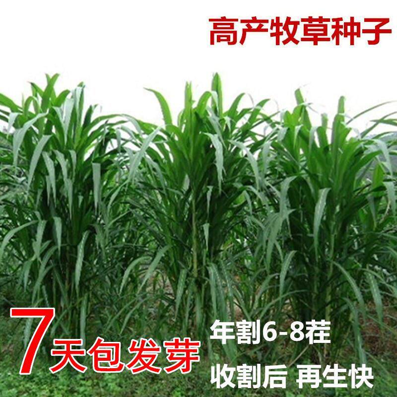 皇竹草种孑多年生四季牧草种子养殖高产牛羊鱼黄竹草种巨菌草子种