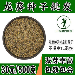 农家野生龙葵种子种籽春夏秋四季盆栽蔬菜黑悠悠特色水果种种子