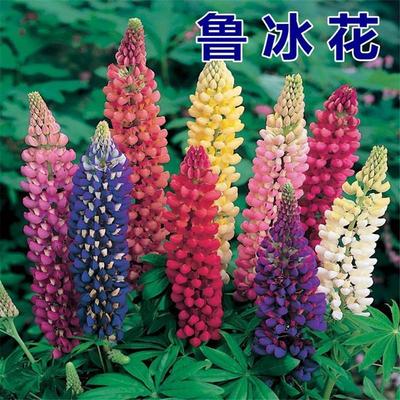 鲁冰花种子 多年生宿根耐寒花卉四季易种园林景观花海 羽扇豆种子