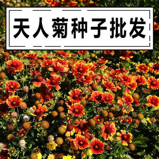 天人菊种子虎皮菊耐寒花坛景观绿化盆栽花海花卉种籽庭院阳台