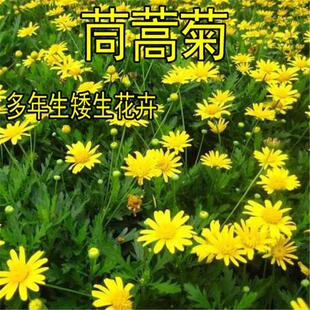 茼蒿菊种子木茼蒿多年生宿根花草种子木春菊种子景观花海易种包邮