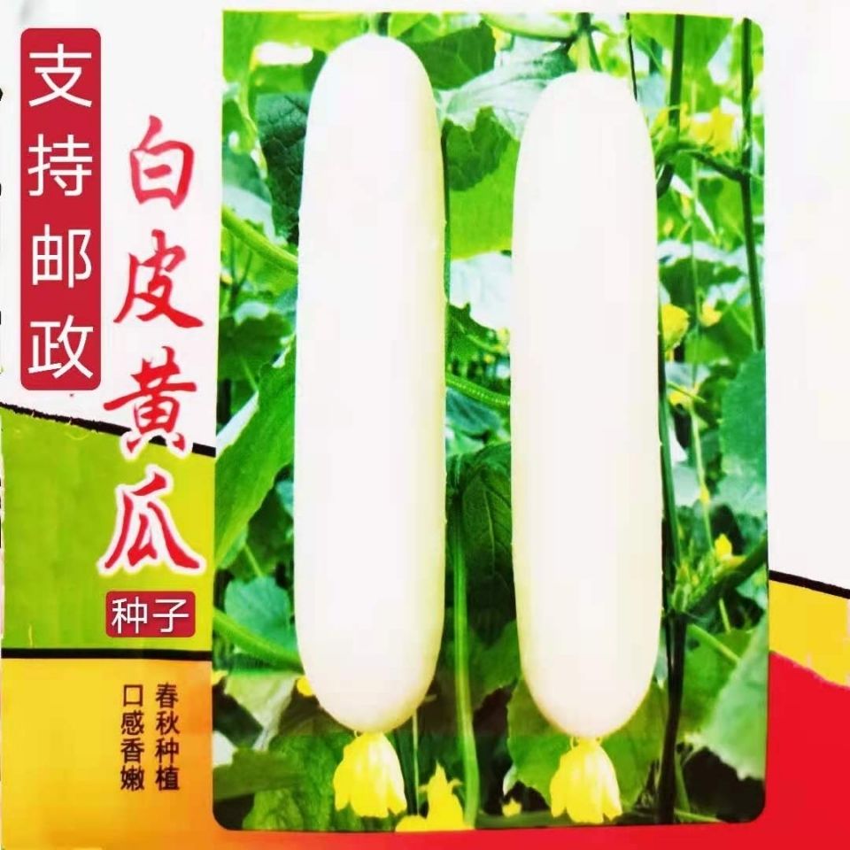 白皮黄瓜种子蔬菜种子老品种非转基因白黄瓜种子春秋播水果黄瓜图片