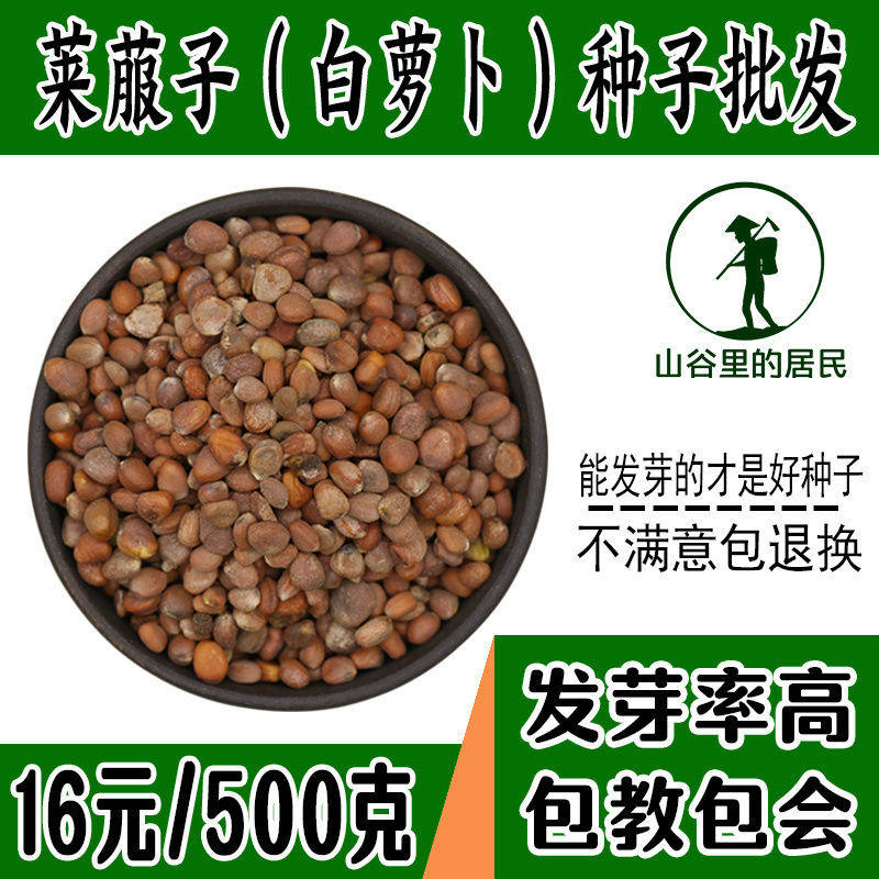 出售散装芽苗菜种子芽菜种子有机蔬菜白萝卜苗种新莱菔子种子包邮
