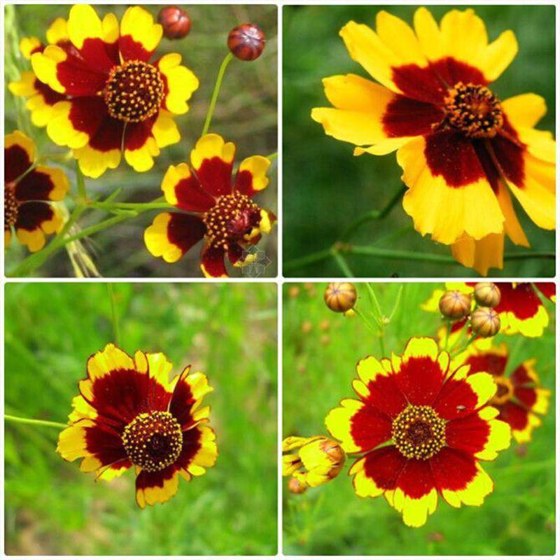 蛇目菊种子四季易种活的阳台盆栽绿植天山雪菊两色金鸡菊花籽花海