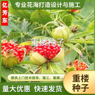 重楼重楼种子颠重楼种子七叶一枝花种子产地直销