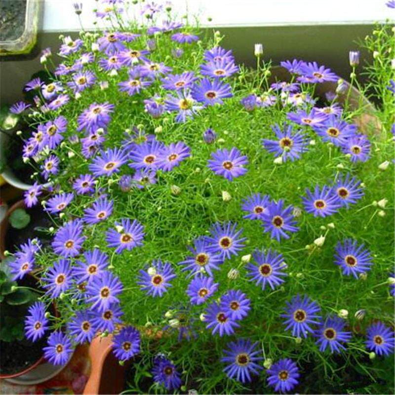 五色菊花种子四季可播花海专用香草籽雁河菊阳台庭院都可播种包邮