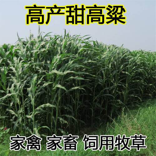 甜高粱牧草种牧草种籽四季养殖多年生再生猪牛羊兔畜禽种子