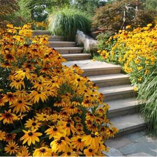 秋冬季适合种的室外黑心菊植物花种籽子四季路边庭院多年生花草种