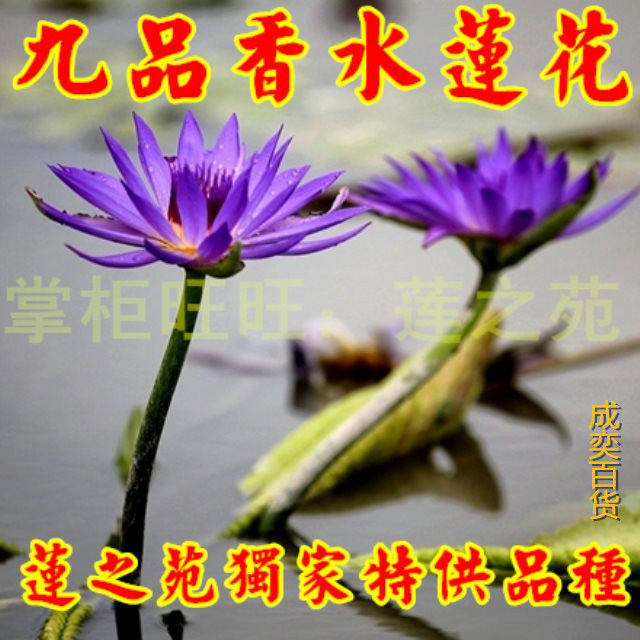 荷花九品香水莲莲花种子种苗台湾