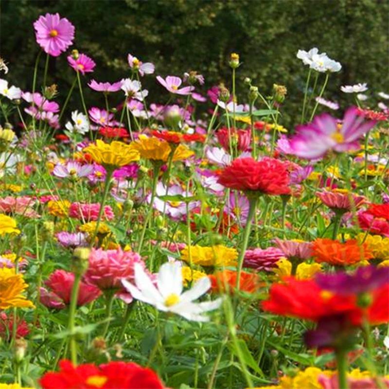 秋季花种野花组合种子四季花籽庭院花卉室外开花适合现在种的花草