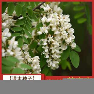 护坡固土直销刺槐种子 洋槐树种子 白花槐树种子专业林木种子