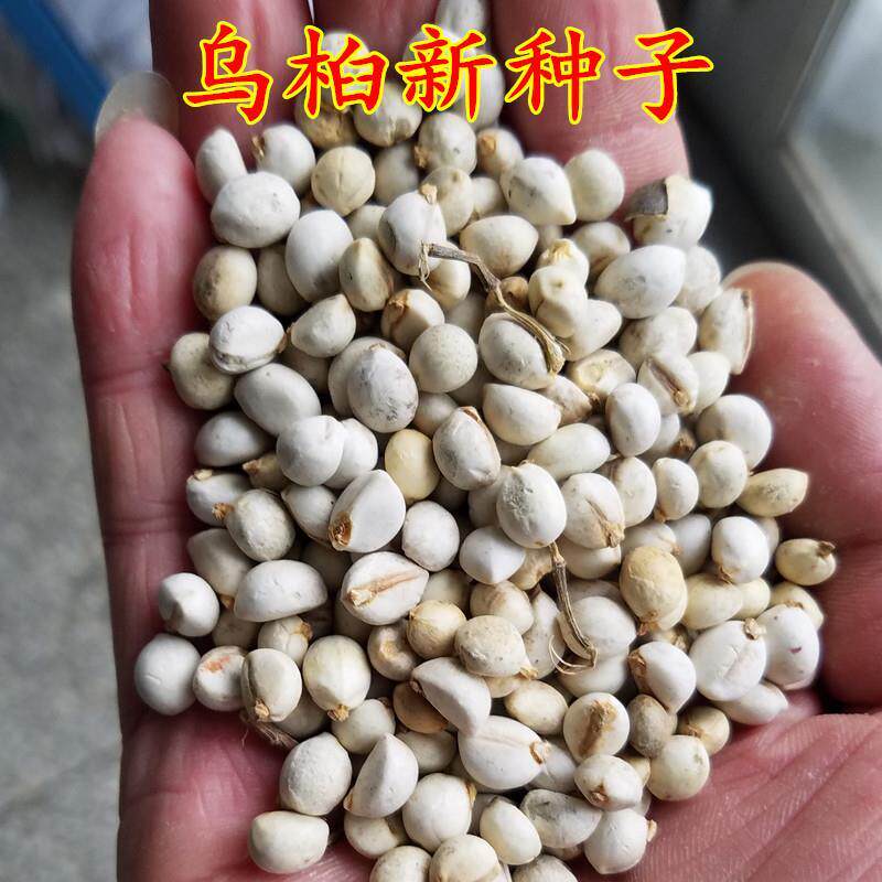 秋天新采乌桕种子 乌桕树种子 彩叶树绿化工程苗木 包邮