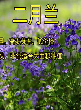 二月兰种子籽诸葛菜子花紫金草中国熏衣草三堡二月兰草籽种子耐寒