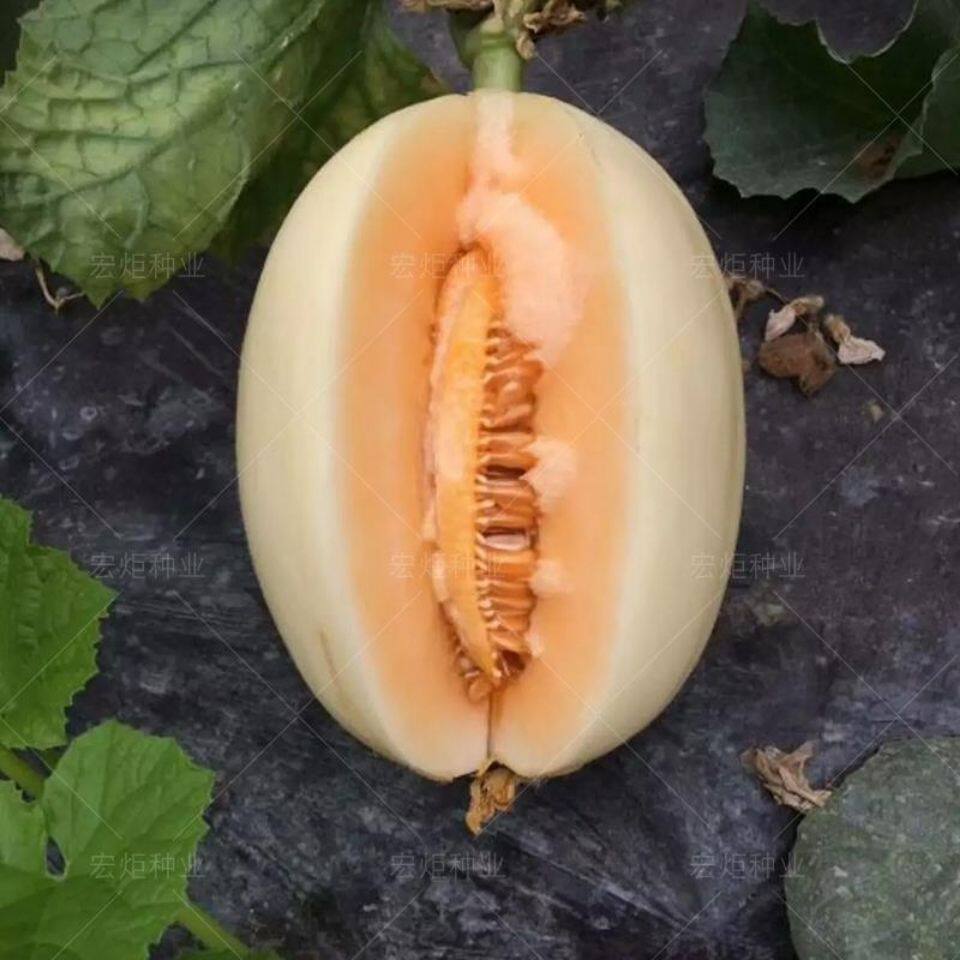 东方蜜一甜瓜种子 白皮橘红肉 花卉林木种子/种苗/