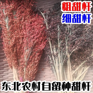 农村自留种的优质甜杆种子 多汁粗甜芦粟 高甘甜长节高粱细甜杆籽