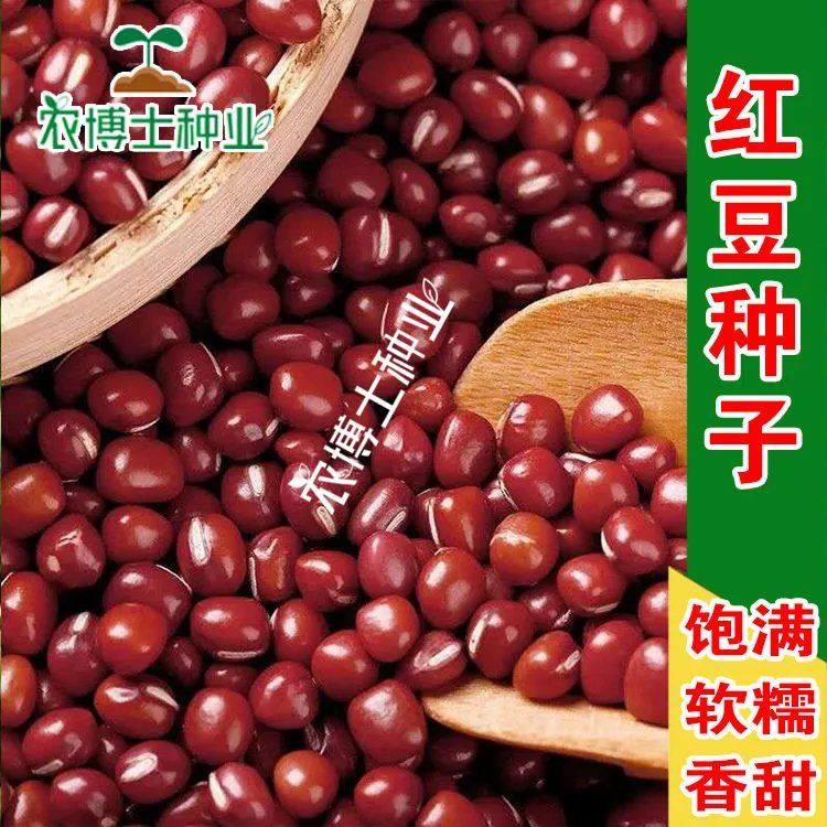 红豆种子种籽赤豆种子种籽红小豆种子小红豆籽散装包邮红豆种子