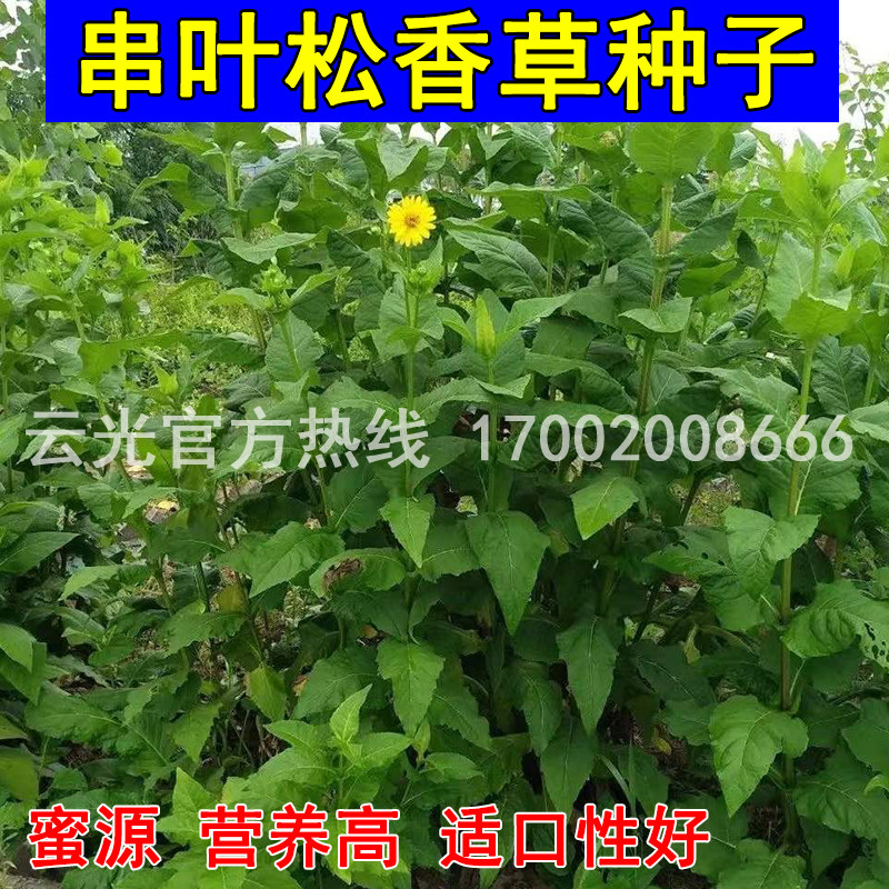 串叶松香草牧草种子籽多年生猪牛羊鹅畜禽食用华夏神菊教授菊种籽
