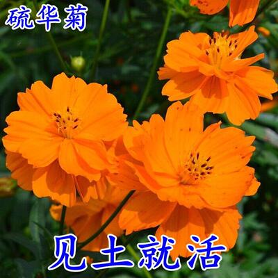 硫化菊种子黄波斯菊花种子黄秋英花籽 硫华菊种子四季易种 耐贫瘠