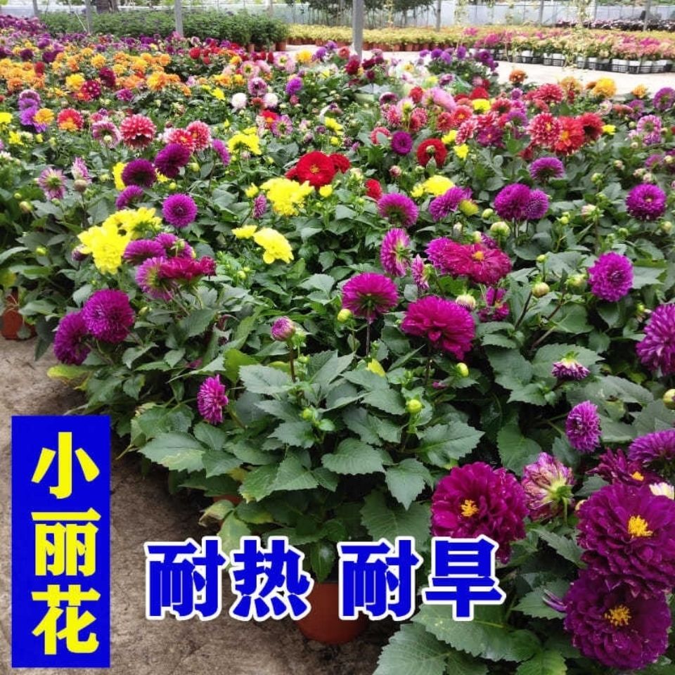 室外小丽花耐热耐旱耐高温植物花种子夏季开花室外四季种易活草花