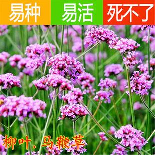 （企业店铺）柳叶马鞭草种子 秋播花种子 盆栽花海花卉种子四季