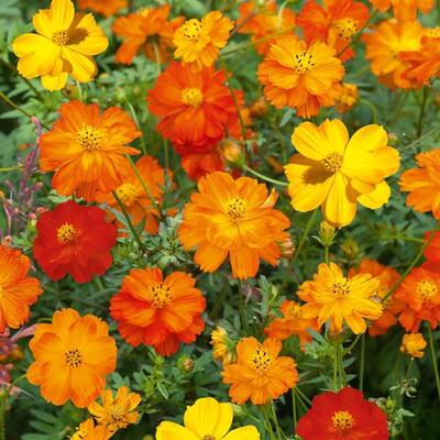 硫化菊种子黄波斯菊花种子黄秋英花籽 硫华菊种子四季易种 耐贫瘠