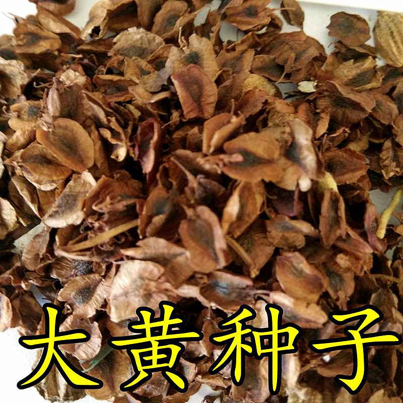 药材种子优质大黄种子 纯新大黄籽马蹄大黄种子掌叶大黄种子包邮
