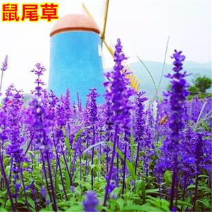 鼠尾草种子红花蓝花鼠尾草园林绿化阳台景观花卉种子包邮草花种子