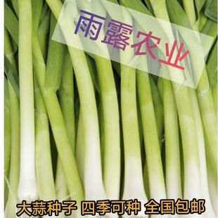 蒜苗种子大蒜青蒜洋蒜苗韭葱四季秋盆栽阳台农家大田蔬菜籽