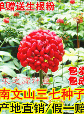 云南文山三七种子苗红籽籽条二年三七苗根芽苗潘宅田三七种子包邮