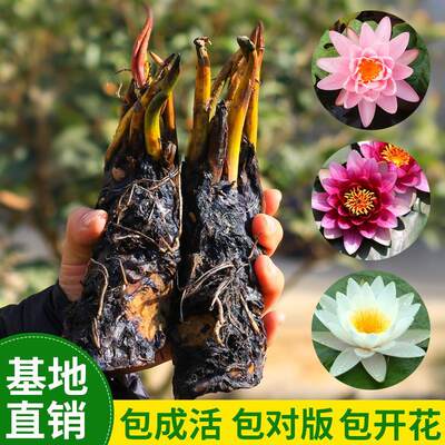 大睡莲根块池塘水池水培花卉四季开花植物水生大睡莲花根茎包成活