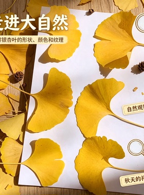 天然银杏叶 植物教学标本 黄银杏叶 幼儿园手工植物拼画相框材料