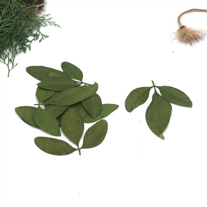天然迎春花叶 植物教学标本 幼儿园diy手工材料 叶子拼画贴画干花