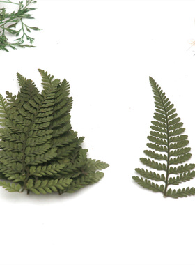天然阴石蕨 押花干花幼儿园手工diy贴画拼画叶子 植物教学标本