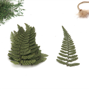 天然阴石蕨 押花干花幼儿园手工diy贴画拼画叶子 植物教学标本