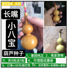 长嘴小八宝葫芦种子籽 长嘴翻嘴经典8字形状 包邮销量过千 可盆栽