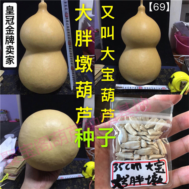 大宝或叫大号胖墩葫芦