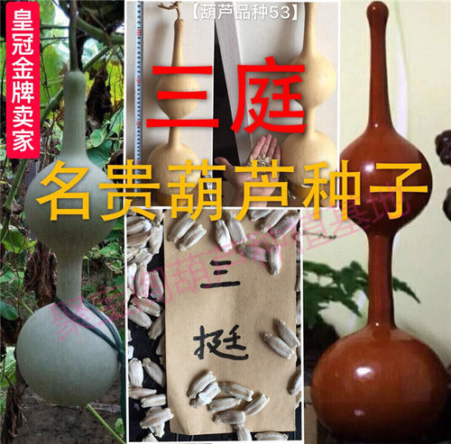 大三挺葫芦种子籽中号三挺巨型
