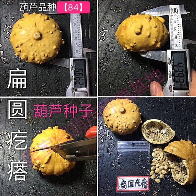 扁圆疙瘩文玩葫芦种特小八宝文玩阳台盆栽特大巨型亚腰莲花头子籽