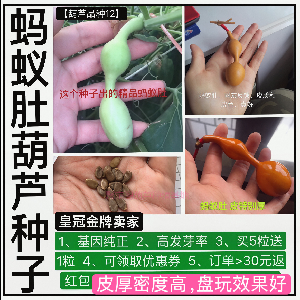 蚂蚁小蚂蚁肚葫芦种盆栽小三挺庭亭宫廷八宝手捻文玩巨型超大子籽