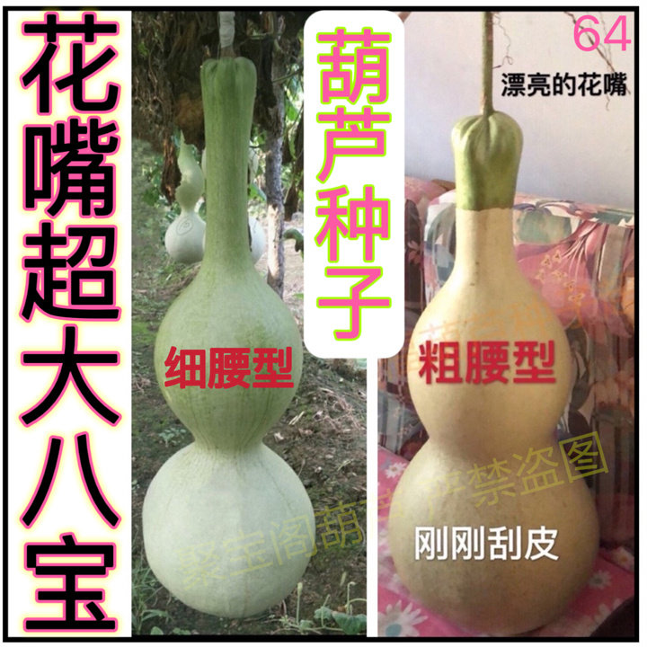 花嘴超大八宝葫芦种特大巨型亚腰莲花头瓢特小文玩盆栽小葫芦子籽