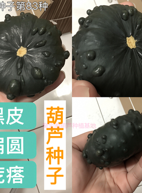 黑皮扁圆疙瘩葫芦种子籽盆栽文玩