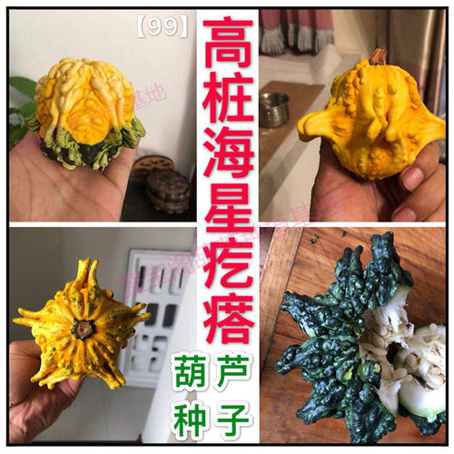 特小盆栽高桩海星疙瘩葫芦种子籽